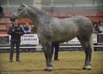 W OLIMPIA DE LA ROSA, BRONCE EN YEGUAS DE 5 Y 6 A